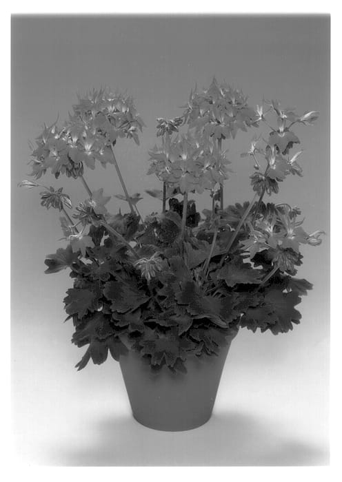 Figure 1 of US plant patent PP13026, the photograph of Fiwocher printed in the patent.