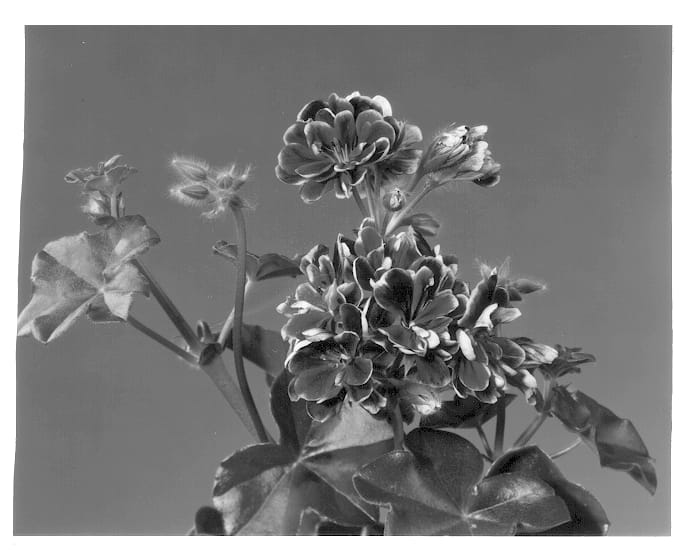 Figure 1 of US plant patent PP13027, the photograph of Bonito printed in the patent.