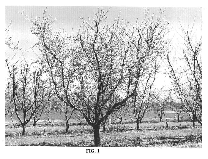 Figure 1 of US plant patent PP13028, the photograph of Lilleland printed in the patent.