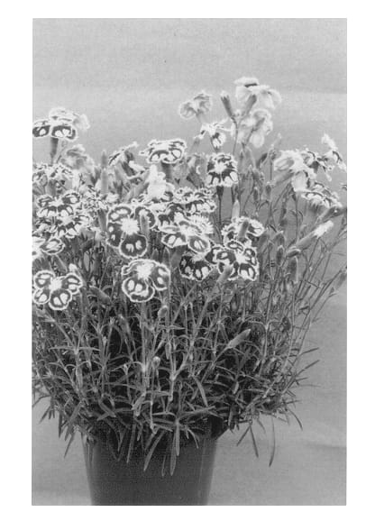 Figure 1 of US plant patent PP13029, the photograph of Spangled Star printed in the patent.