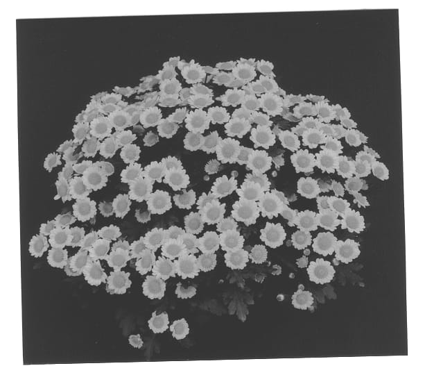Figure 1 of US plant patent PP13030, the photograph of Yolisette printed in the patent.