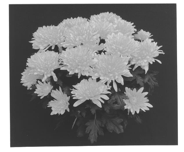 Figure 1 of US plant patent PP13031, the photograph of Yocovington printed in the patent.