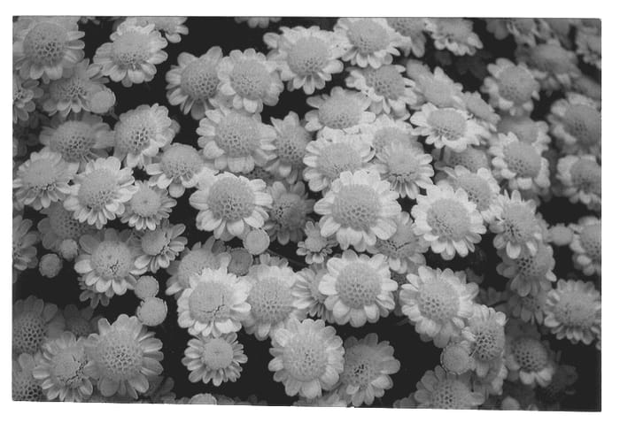 Figure 1 of US plant patent PP13032, the photograph of Rome printed in the patent.