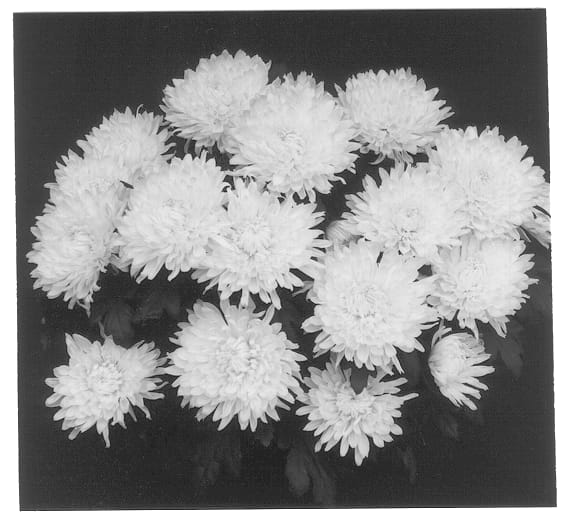 Figure 1 of US plant patent PP13033, the photograph of Yogainesville printed in the patent.