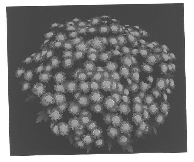 Figure 1 of US plant patent PP13034, the photograph of Yomarcelle printed in the patent.
