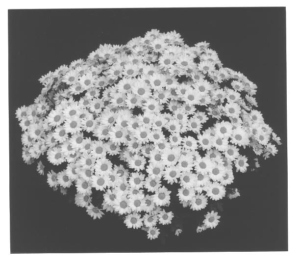 Figure 1 of US plant patent PP13035, the photograph of Yosylvie printed in the patent.