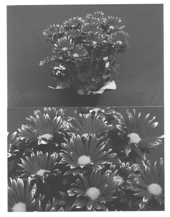 Figure 1 of US plant patent PP13036, the photograph of Little Firock printed in the patent.