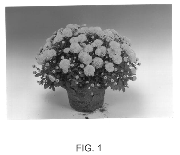 Figure 1 of US plant patent PP13037, the photograph of Apollores printed in the patent.