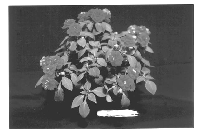 Figure 1 of US plant patent PP13038, the photograph of TiHop printed in the patent.
