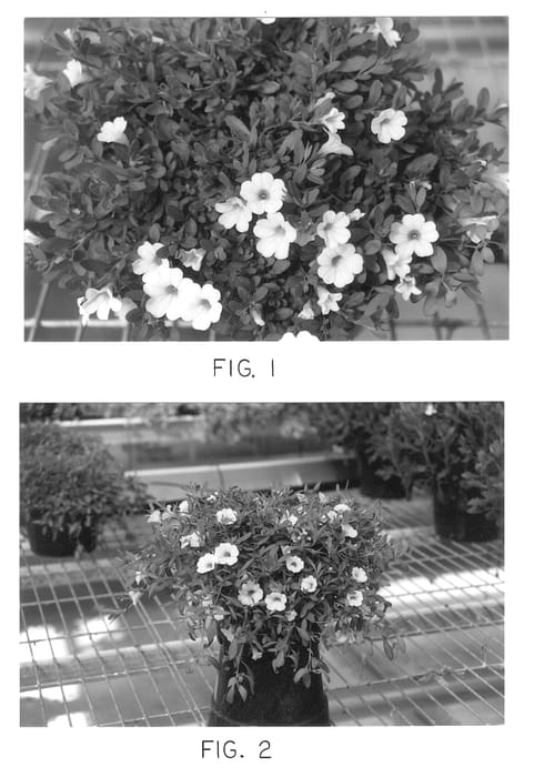 Figure 1 of US plant patent PP13039, the photograph of Kakegawa S24 printed in the patent.