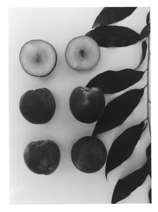 Figure 1 of US plant patent PP13040, the photograph of Candy Red printed in the patent.