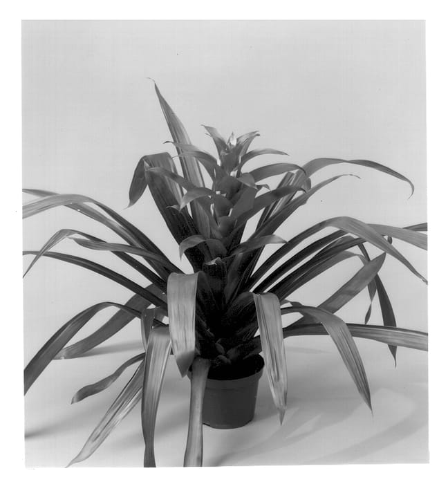 Figure 1 of US plant patent PP13041, the photograph of GUZ 230 printed in the patent.