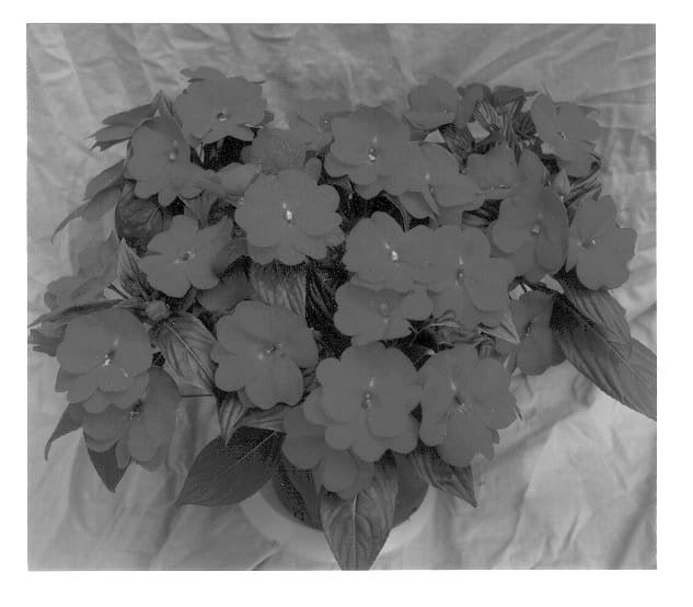 Figure 1 of US plant patent PP13042, the photograph of Lasting Impressions Red printed in the patent.