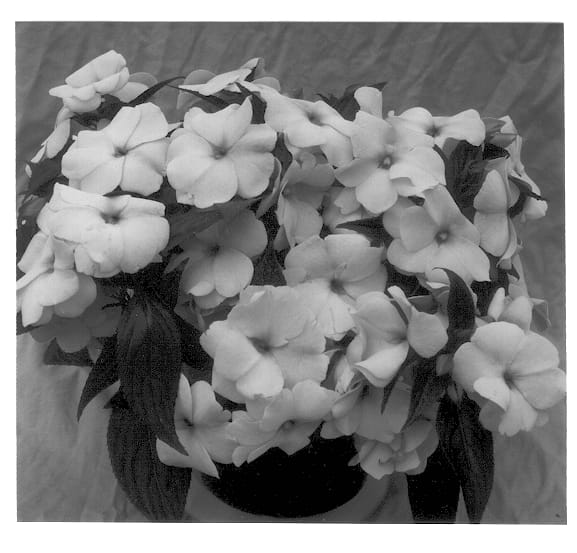 Figure 1 of US plant patent PP13043, the photograph of Ovation Blush Rose printed in the patent.