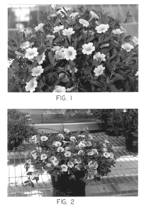 Figure 1 of US plant patent PP13044, the photograph of Kakegawa S27 printed in the patent.