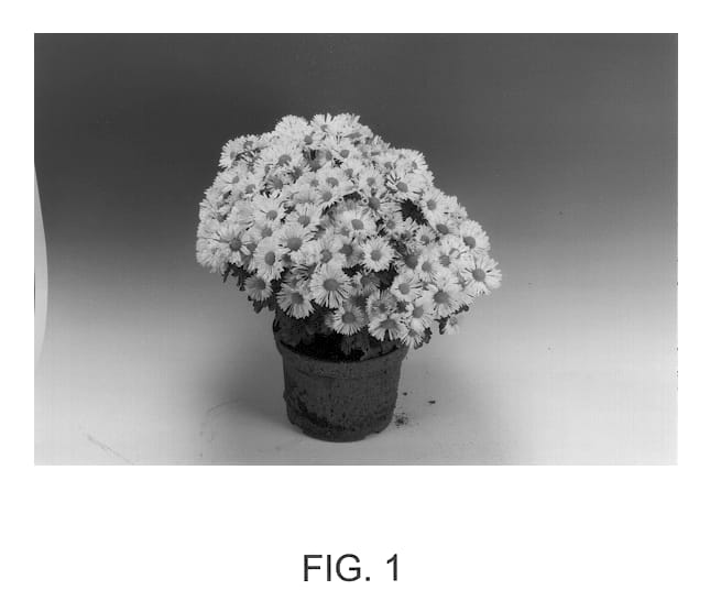 Figure 1 of US plant patent PP13045, the photograph of Aurora printed in the patent.