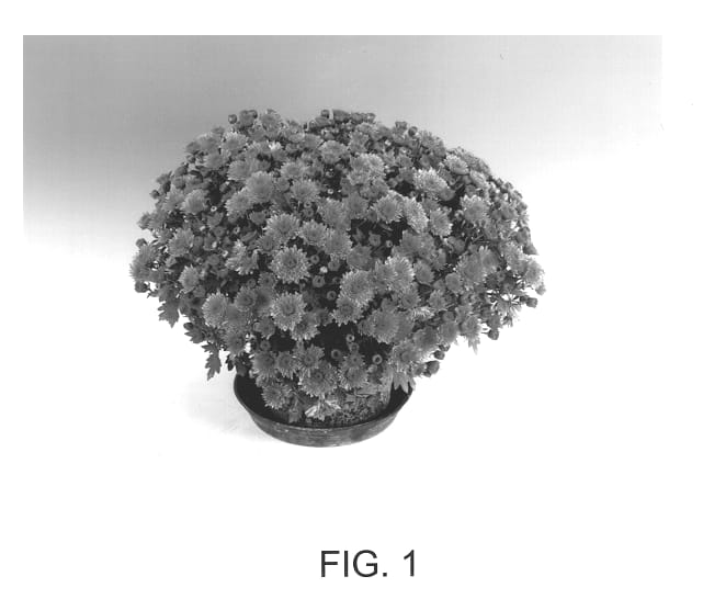 Figure 1 of US plant patent PP13046, the photograph of Amor printed in the patent.