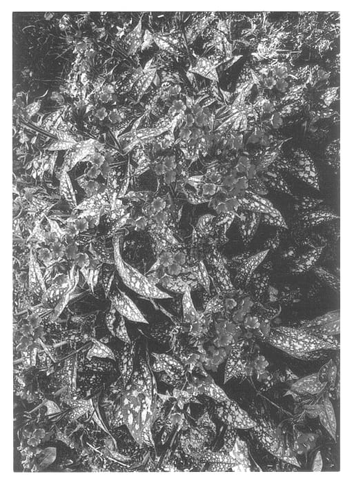 Figure 1 of US plant patent PP13047, the photograph of Trevi Fountain printed in the patent.