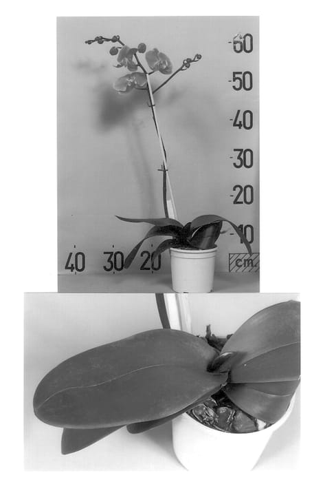 Figure 1 of US plant patent PP13048, the photograph of Artemisa printed in the patent.