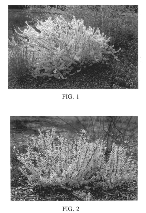 Figure 1 of US plant patent PP13050, the photograph of Courdijau printed in the patent.