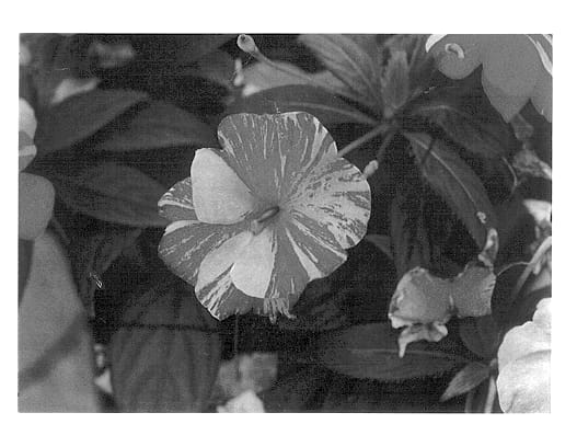 Figure 1 of US plant patent PP13051, the photograph of Balcebpurs printed in the patent.