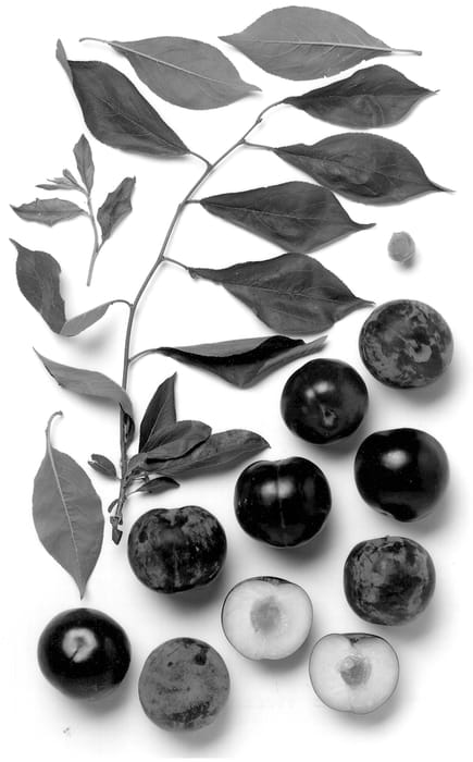 Figure 1 of US plant patent PP13052, the photograph of Rosy Jewel printed in the patent.