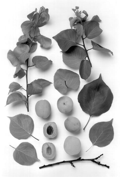 Figure 1 of US plant patent PP13053, the photograph of Rosy Bell printed in the patent.
