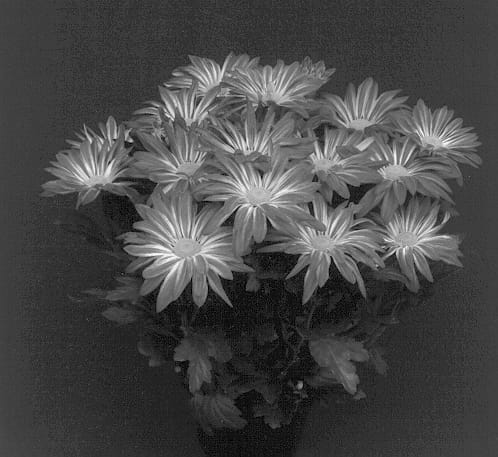 Figure 1 of US plant patent PP13054, the photograph of Yofire Island printed in the patent.