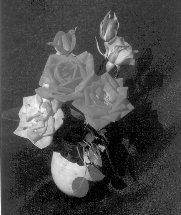 Figure 1 of US plant patent PP13055, the photograph of SAVapple printed in the patent.