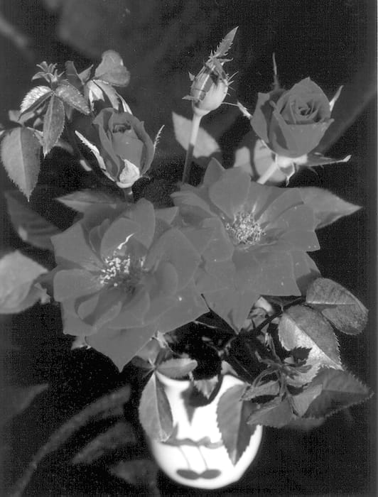 Figure 1 of US plant patent PP13056, the photograph of SAVaralph printed in the patent.