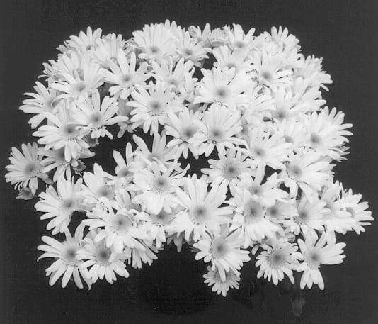 Figure 1 of US plant patent PP13057, the photograph of Yomankato printed in the patent.