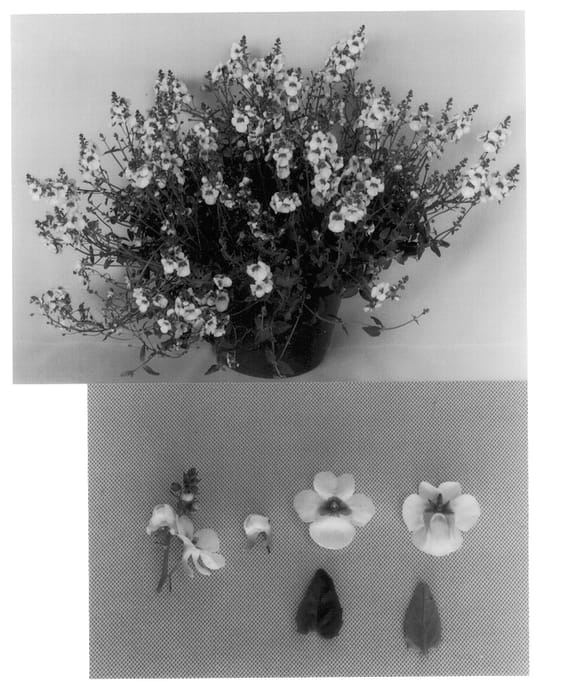 Figure 1 of US plant patent PP13058, the photograph of Codiaw printed in the patent.