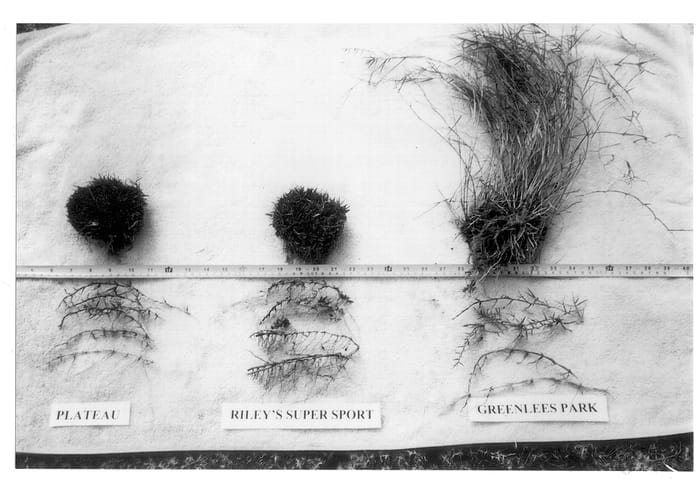Figure 1 of US plant patent PP13059, the photograph of Plateau printed in the patent.