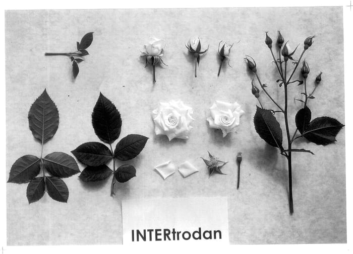 Figure 1 of US plant patent PP13060, the photograph of INTERtrodan printed in the patent.