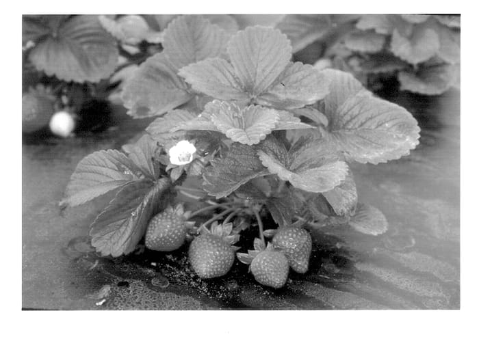 Figure 1 of US plant patent PP13061, the photograph of Earlibrite printed in the patent.