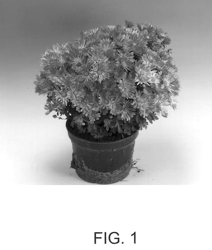 Figure 1 of US plant patent PP13062, the photograph of Aurora Pink printed in the patent.