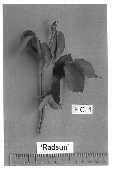 Figure 1 of US plant patent PP13063, the photograph of Radsun printed in the patent.