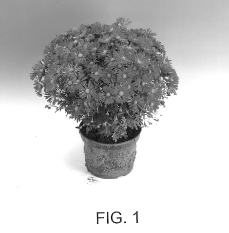 Figure 1 of US plant patent PP13064, the photograph of AURORA PURPLE printed in the patent.