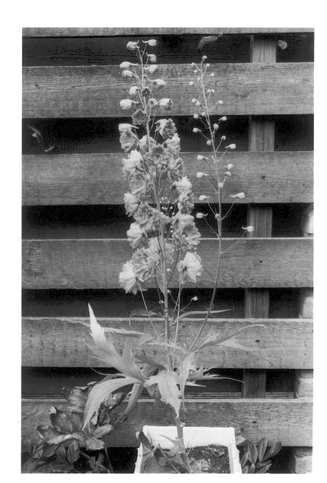 Figure 1 of US plant patent PP13065, the photograph of Darwin's Pink Indulgence printed in the patent.