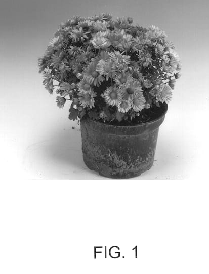 Figure 1 of US plant patent PP13066, the photograph of Cheops printed in the patent.