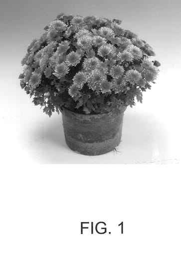 Figure 1 of US plant patent PP13067, the photograph of AMOR CORAL printed in the patent.