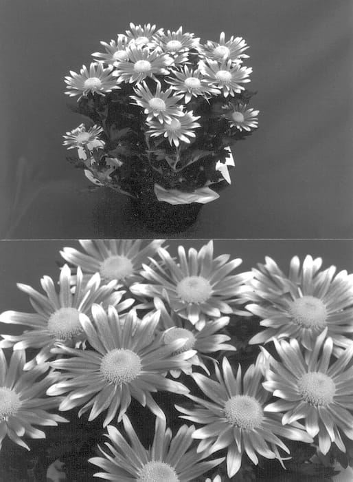 Figure 1 of US plant patent PP13068, the photograph of Cedar Falls printed in the patent.