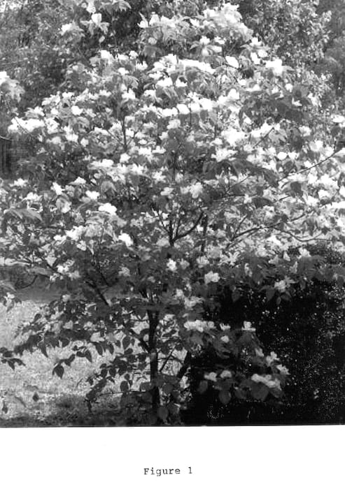 Figure 1 of US plant patent PP13069, the photograph of Eternal Dogwood printed in the patent.