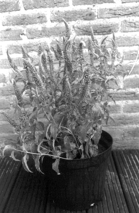 Figure 1 of US plant patent PP13070, the photograph of Darwin's Blue printed in the patent.
