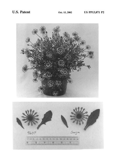 Figure 3 of US plant patent PP13071, the photograph of Pemba printed in the patent.