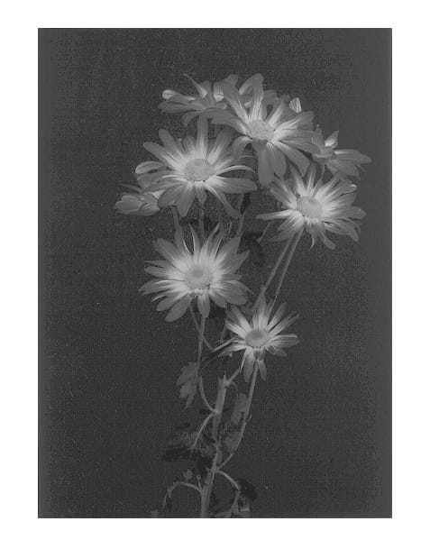 Figure 1 of US plant patent PP13072, the photograph of Festive printed in the patent.