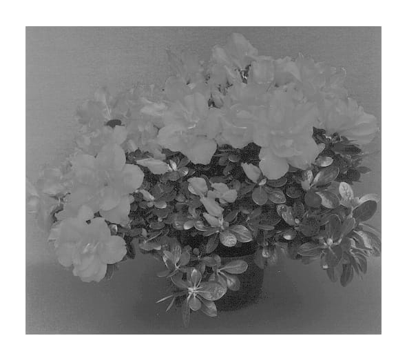 Figure 1 of US plant patent PP13073, the photograph of Scarlet printed in the patent.