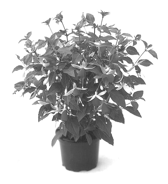 Figure 1 of US plant patent PP13074, the photograph of Kielpidiv printed in the patent.