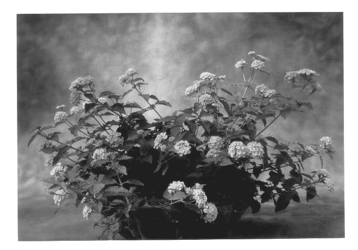 Figure 1 of US plant patent PP13075, the photograph of Robpatpar printed in the patent.
