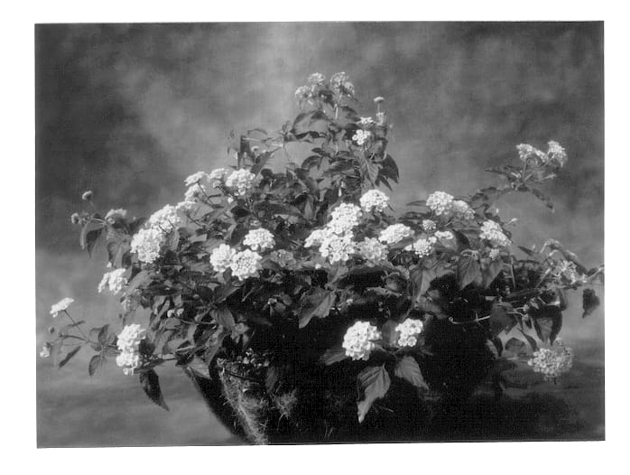 Figure 1 of US plant patent PP13076, the photograph of Robpatpet printed in the patent.